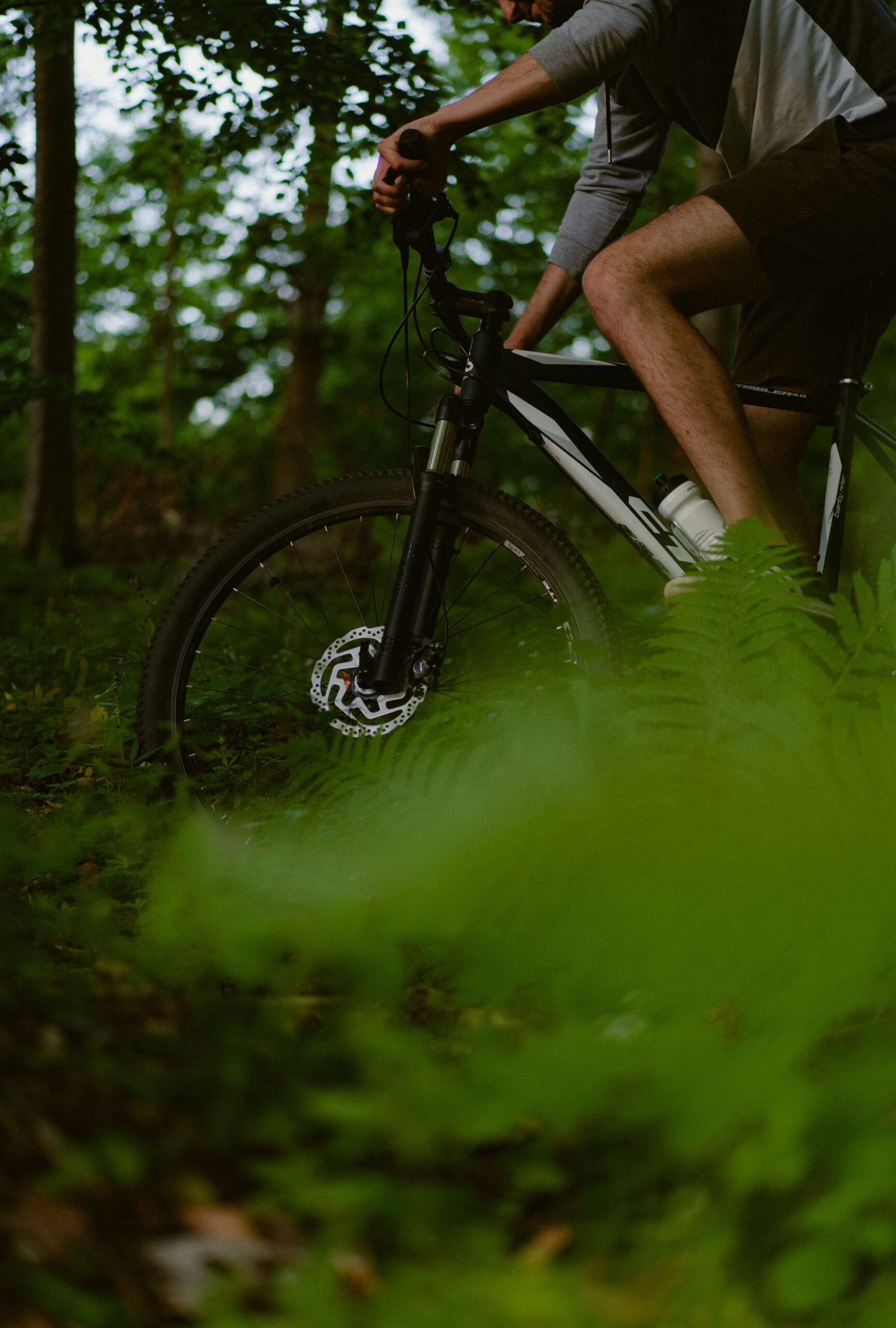 Mountainbiker zwischen Farnen im Wald